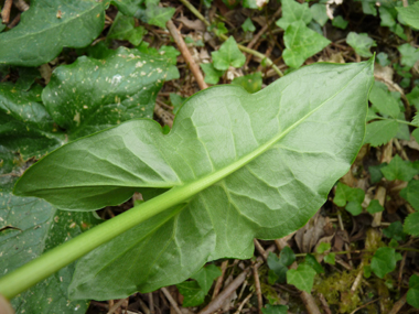 Verso de la feuille. Agrandir dans une nouvelle fenêtre (ou onglet)